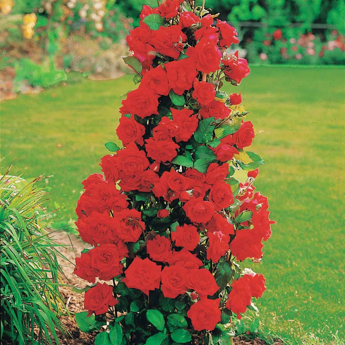 20 Buissons Fleuris Roses Pour Modélisme - Hauteur 28mm - Échelle H0/N - Neuf - Allemagne