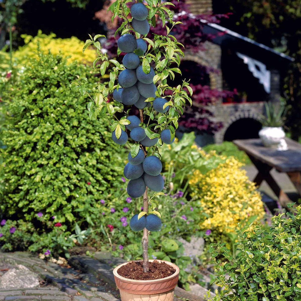 Pyrus communis, Prunus salicina ,Malus domestica, Prunus avium - Collection de 4 mini-fruitiers d'été - Fruitiers pour la terrasse