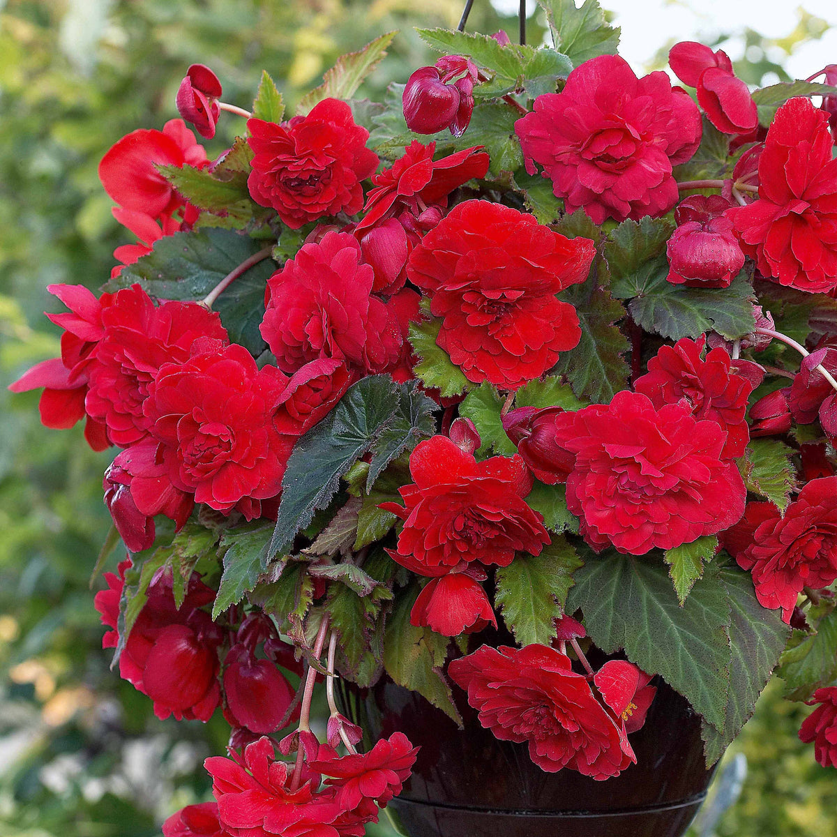 9 Bégonias parfumées en mélange - Begonia 'red glory', 'angélique''pink delight' - Bakker