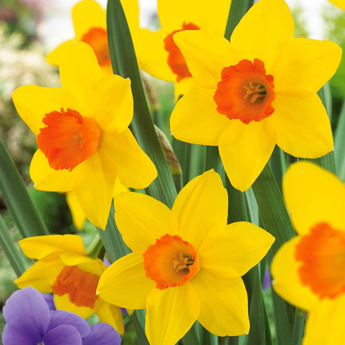 Vente Collection de 30 Narcisses Fortune et Rijnveld Early Sensation - Narcissus 'Fortune', 'Rijnveld Early Sensation', 'Actaea'