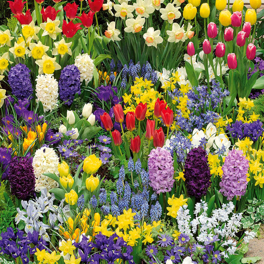 Collection de 200 Bulbes à floraison printanière - Bakker