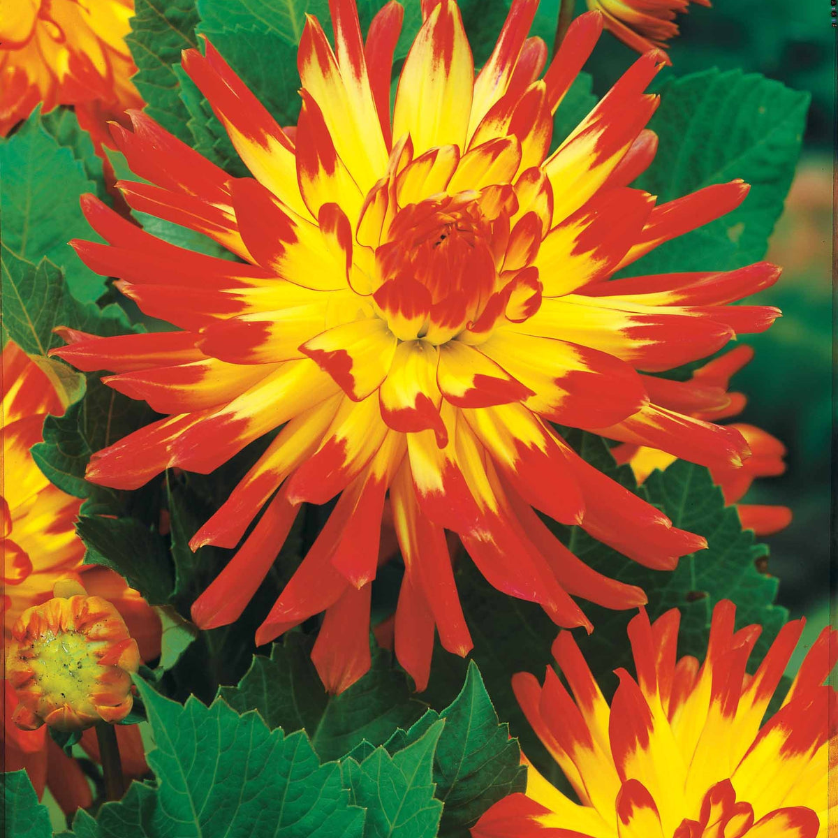 Vente 8 Dahlias cactus en mélange - Dahlia 'haley jane', 'purple gem', 'oiseau de feu'
