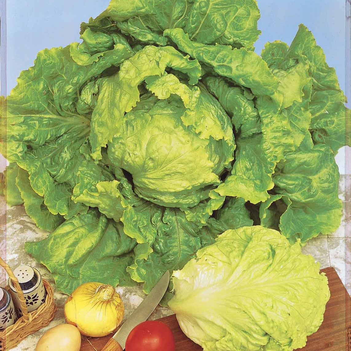 Coll. 3 salades assorties (pommant seule + appia + - Collection de salades : chicorée, laitue, batavia - Graines de salades