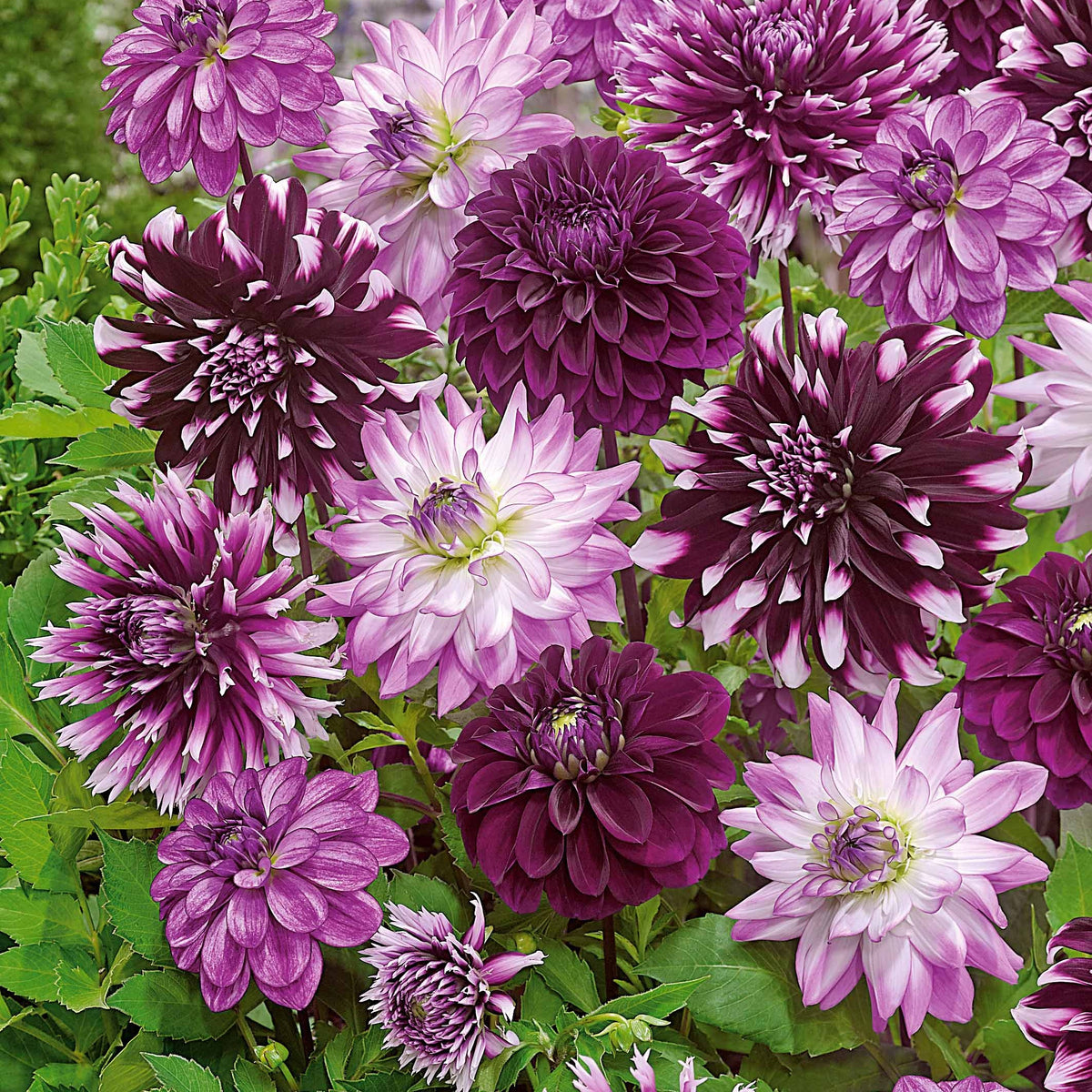 5 Grands Dahlias en mélange - Bulbes de Dahlia - Bakker