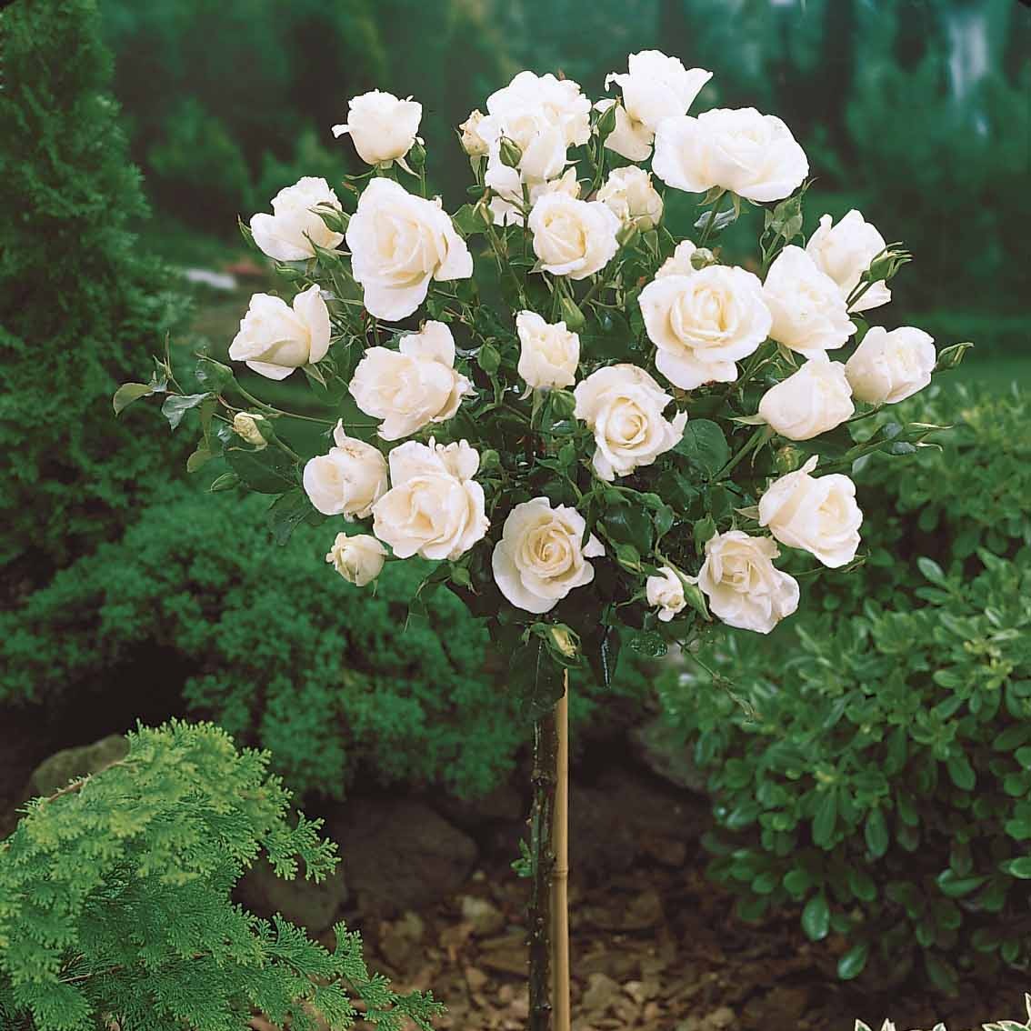 Rosiers tige - Collection de 3 Rosiers tiges : Ramona, Korbin, Osiria - Rosa 'ramona', 'korbin', 'osiria'