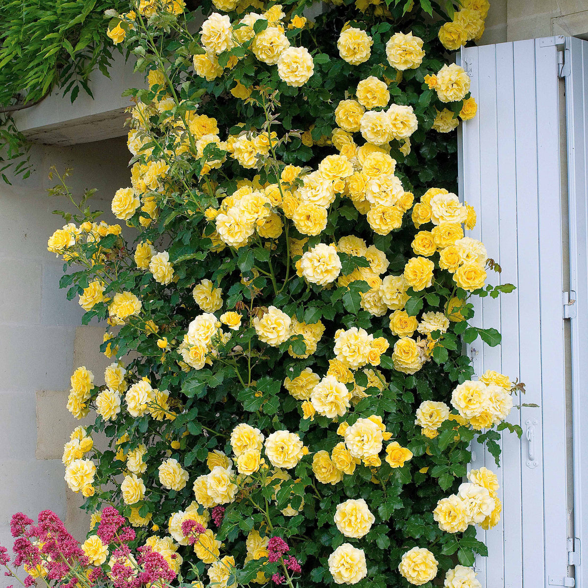 Vente Collection de 3 Rosiers grimpants : Ronsard, Golden Gate, Santana - Rosa 'golden gate', 'santana', 'ronsard'