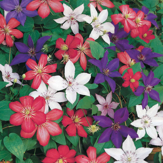 Collection de 3 Clématites : Ville de Lyon, Miss Bateman, Président - Bakker