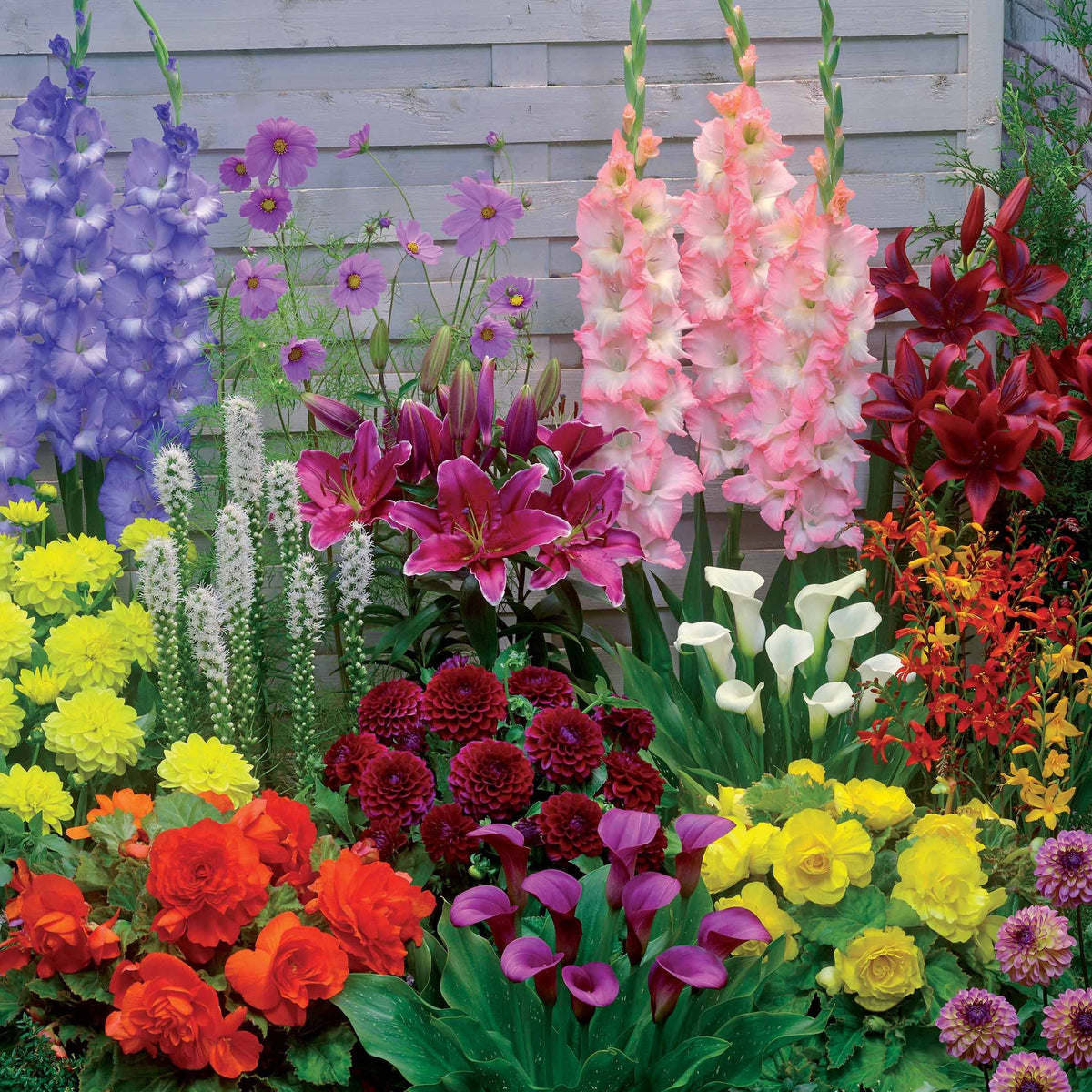 35 Bulbes d'été colorés en mélange - 1,5 m² - Bakker