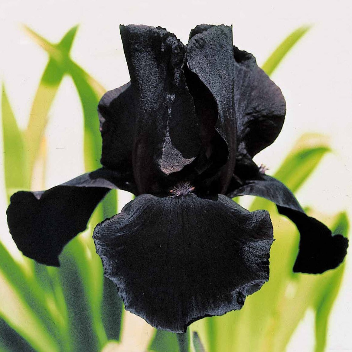 Vivaces fleuries - 6 Iris de jardin noire, orange, rosé en mélange - 2iris profondeur de champ (depht of field) + 2 ir