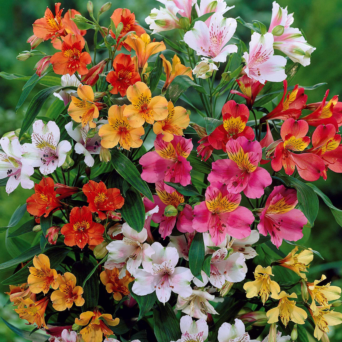 3 Lys des incas en mélange - Alstroemeria - Bakker