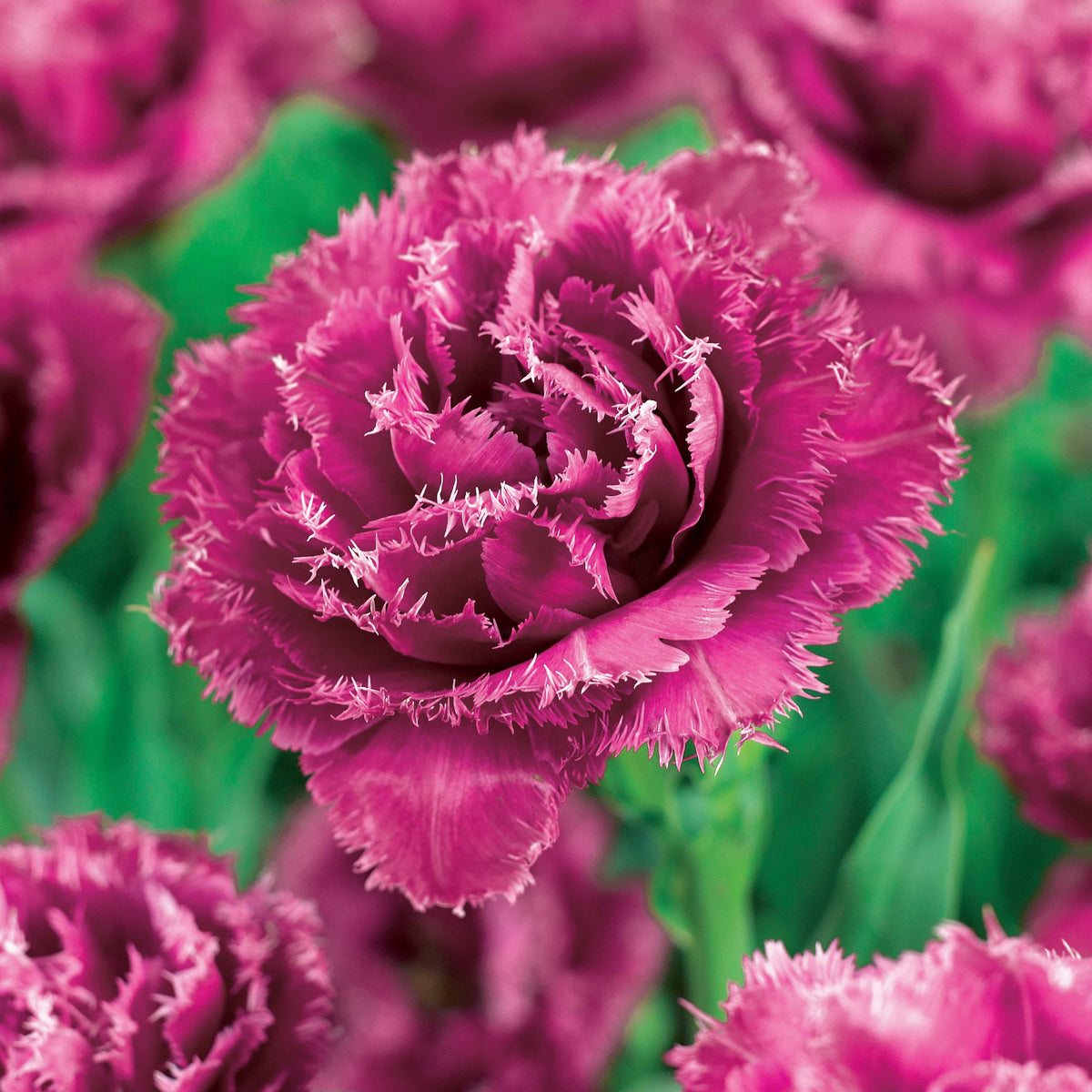 Collection de 15 Tulipes frangées : Queensland, Mascotte, Vaya con Dios - Tulipa queensland, mascotte , vaya con dios - Bakker