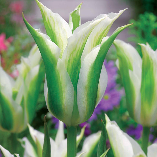 10 Tulipes à fleurs de lis Greenstar - Bakker