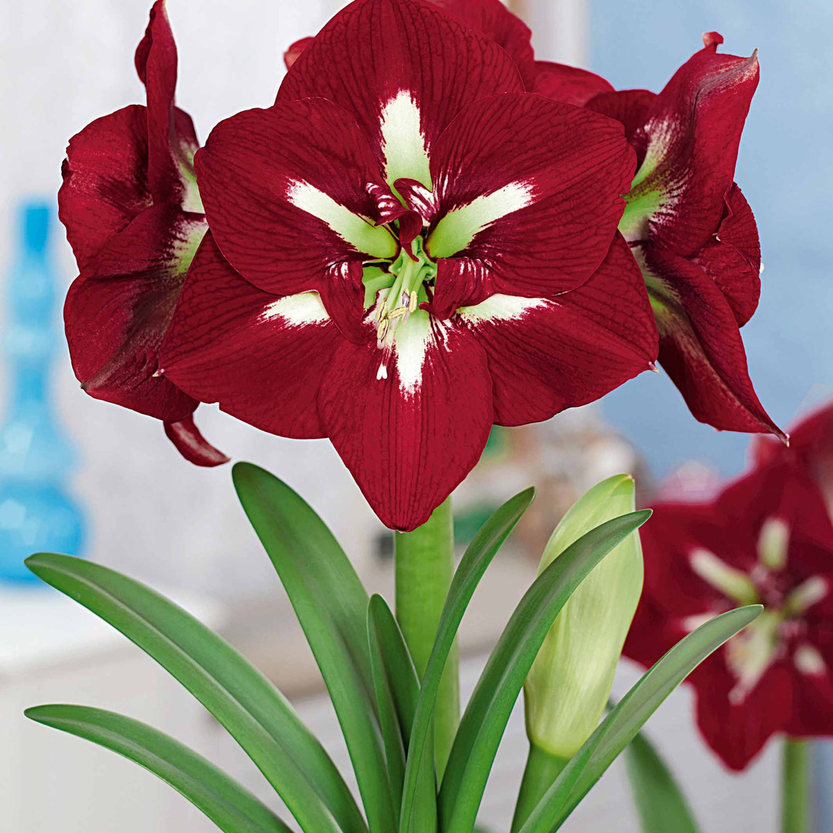 Collection d'Amaryllis géantes - Amaryllis barbados , exposure - Bakker