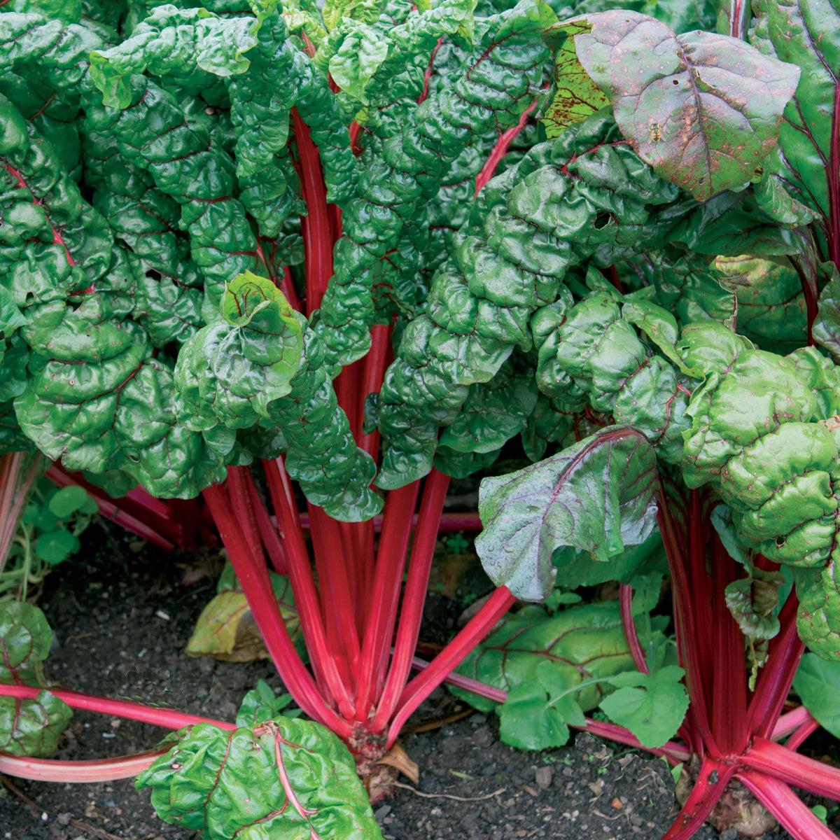 Poirée à carde rouge Rhubarb Chard - Beta vulgaris cicla - Bakker