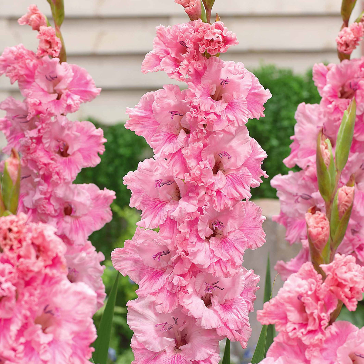Collection de 30 Glaïeuls perroquets - Gladiolus 'kirov','saratov','katherina' - Bakker
