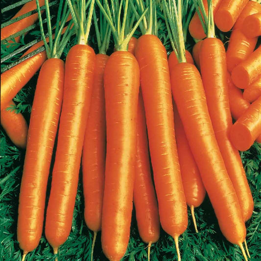 Collection de carottes : Nantaise, Carentan, Colmar - Bakker.com | France
