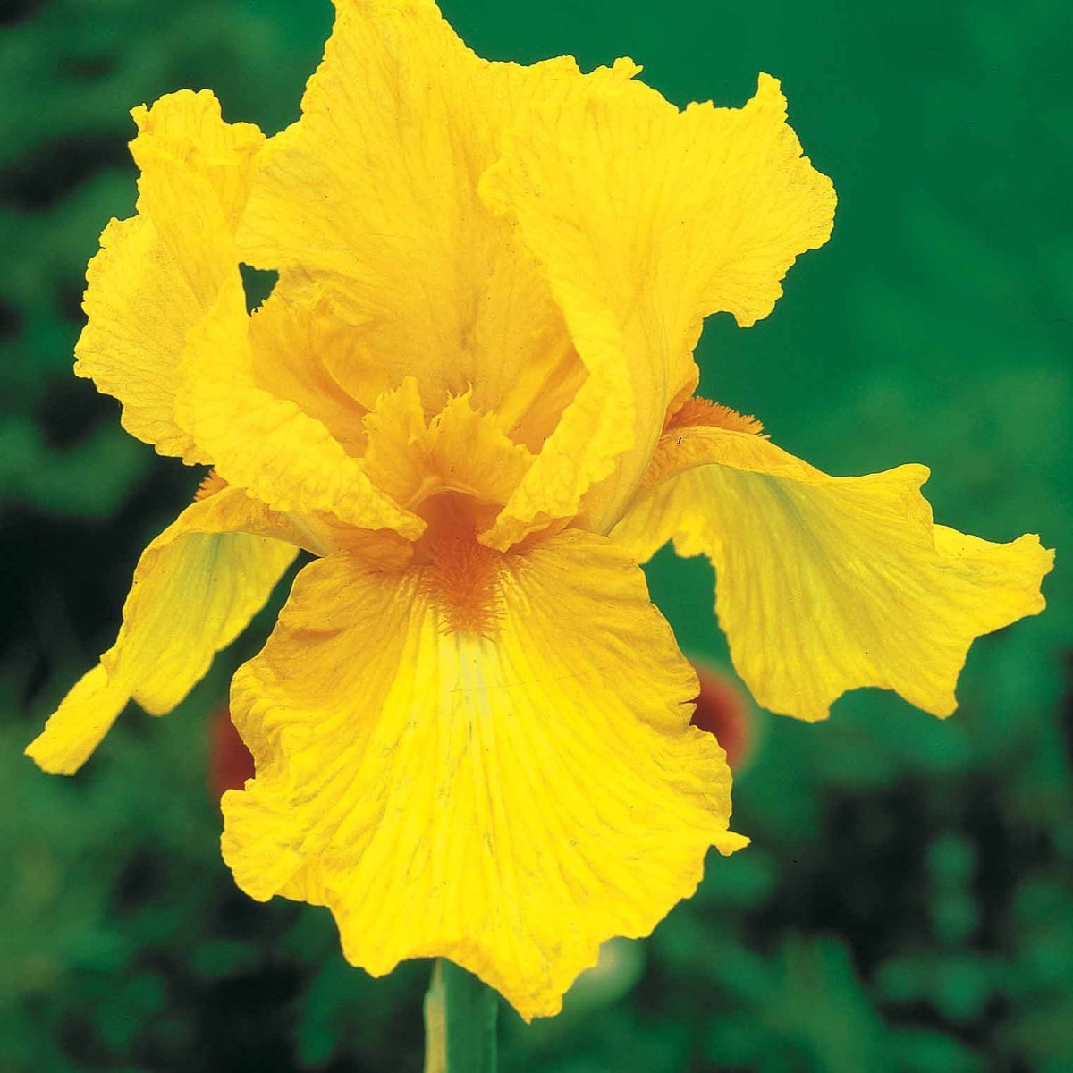 Collection de 6 Iris de jardin : Lasso, Bordure, Sangreal - Iris germanica (2 lasso, 2 bordure, 2 sangreal) - Bakker