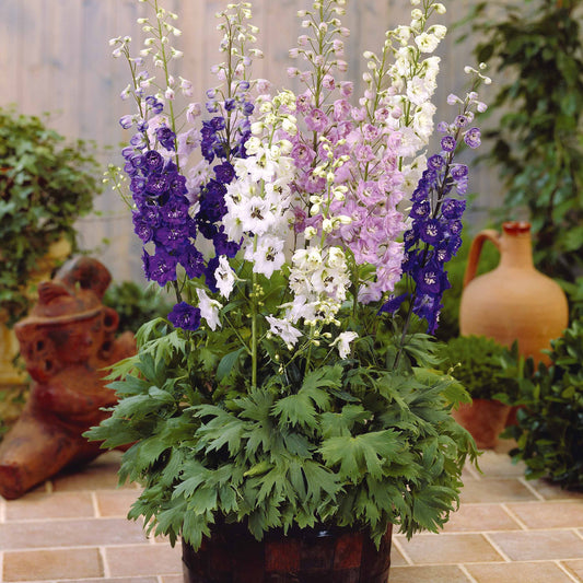 2 Delphiniums Magic Fountain en mélange - Bakker