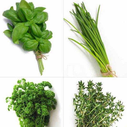Collection de 4 Plants Aromatiques basilic, ciboulette, persil, thym - Bakker