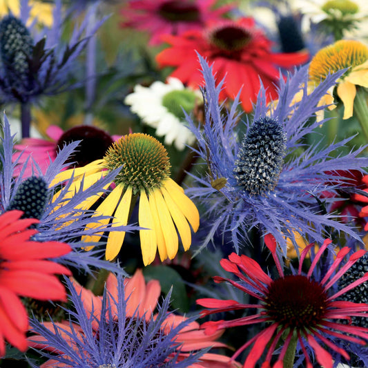 3 Rudbeckias et Chardon bleu en mélange - Bakker