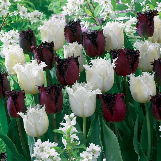 Bakker - 10 Tulipes frangées Pôle Nord et Labrador en mélange - Tulipa north pole , labrador - Bulbes à fleurs