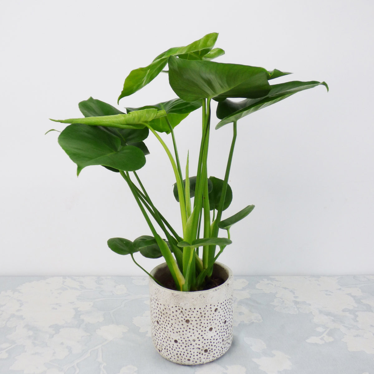 Chamoedorea elegans,monstera deliciosa,chlorophytum atlantic - Collection de 3 plantes vertes dépolluantes - Plantes d'intérieur dépolluantes