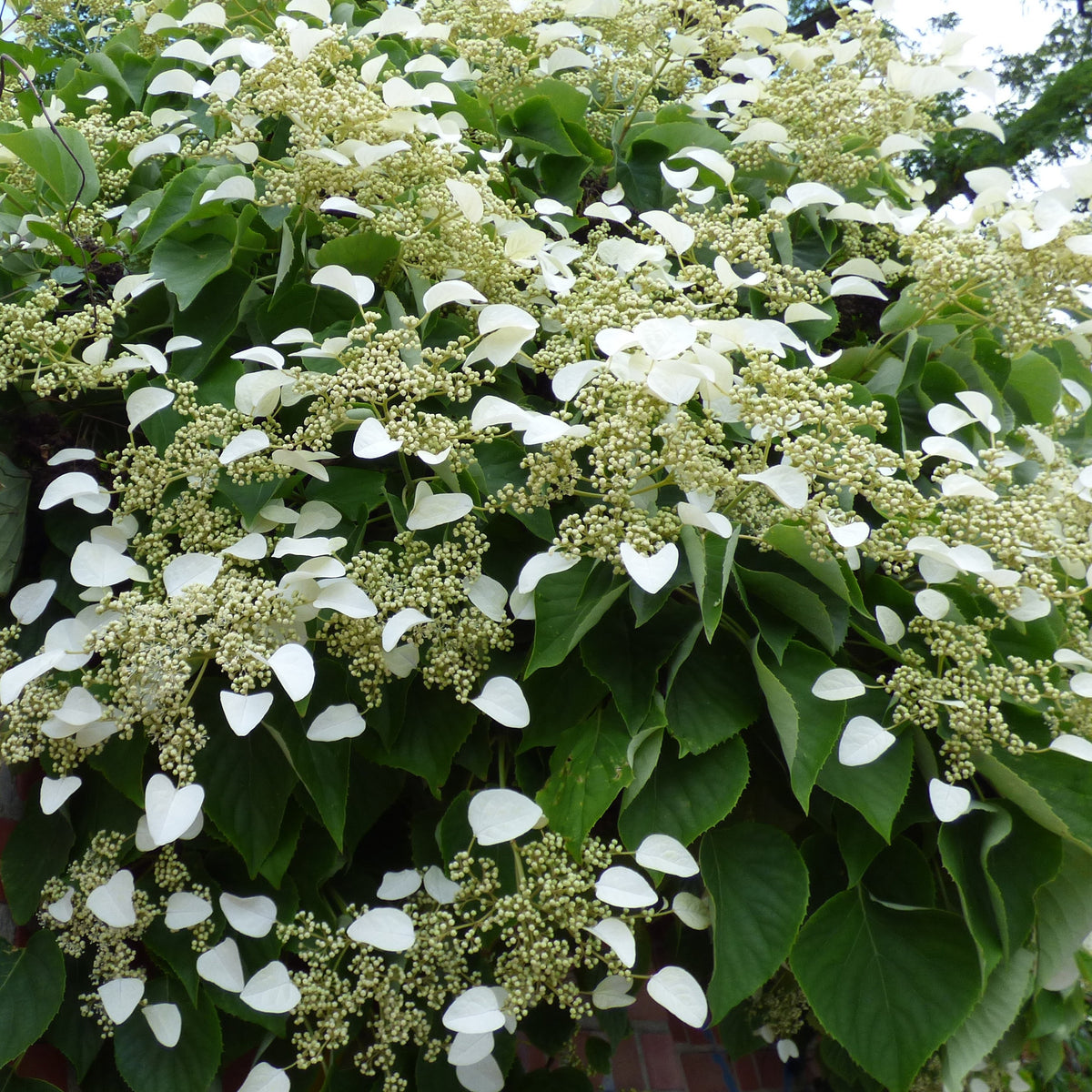 Trachelospermum jasminoides, wisteria, hydrangea p - Collection de 3 grimpantes : jasmin, glycine, hortensia grimpant - Plantes grimpantes