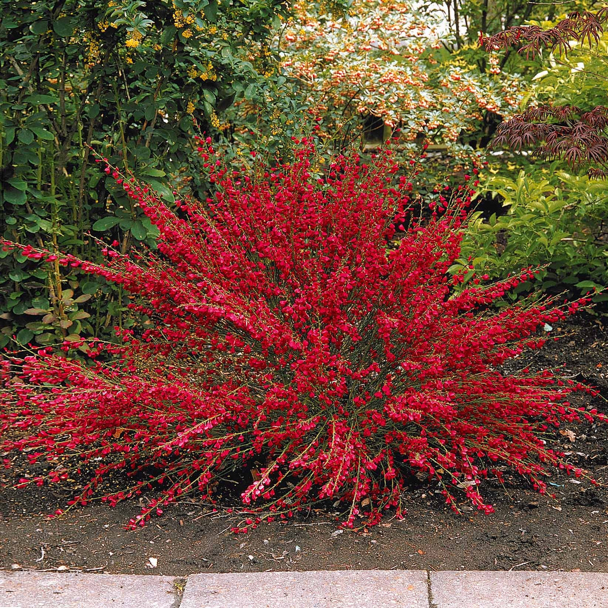 Lagerstroemia indica, callistemon laevis, cytisus - Collection de 3 arbustes : lagerstroemia, callistemon, genêt - Arbustes fleuris
