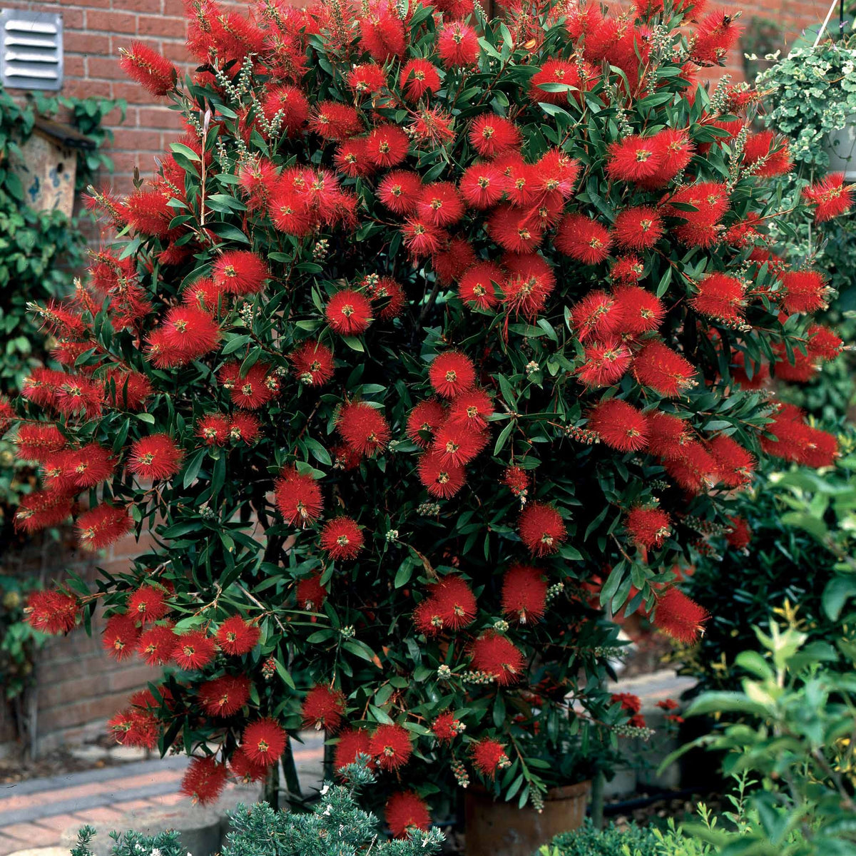 Arbustes fleuris - Collection de 3 arbustes : lagerstroemia, callistemon, genêt - Lagerstroemia indica, callistemon laevis, cytisus