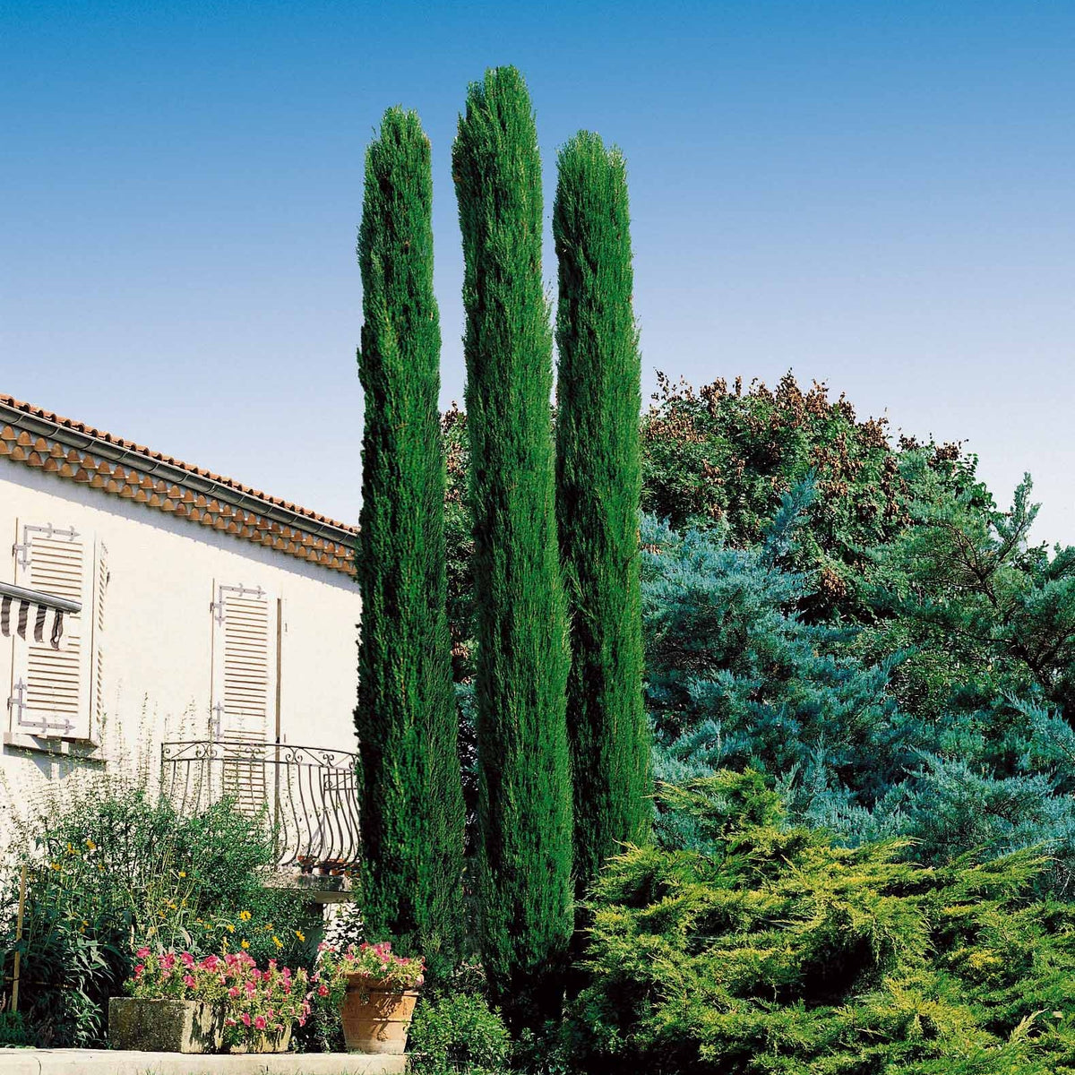 Collection de 3 arbustes : cyprès, céanothe, albizia - Cupressus totem, ceanothus impressus victoria, alb - Bakker