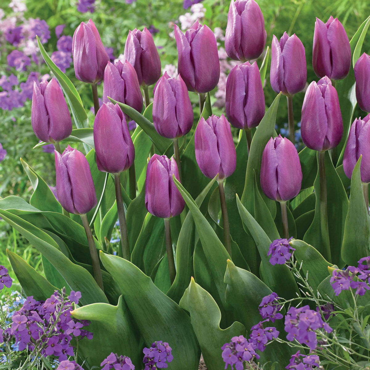 Tulipa triompe Bellville, Blue Beauty - Collection de 20 Tulipes triomphe Bellville et Blue Beauty - Bulbes de Tulipe