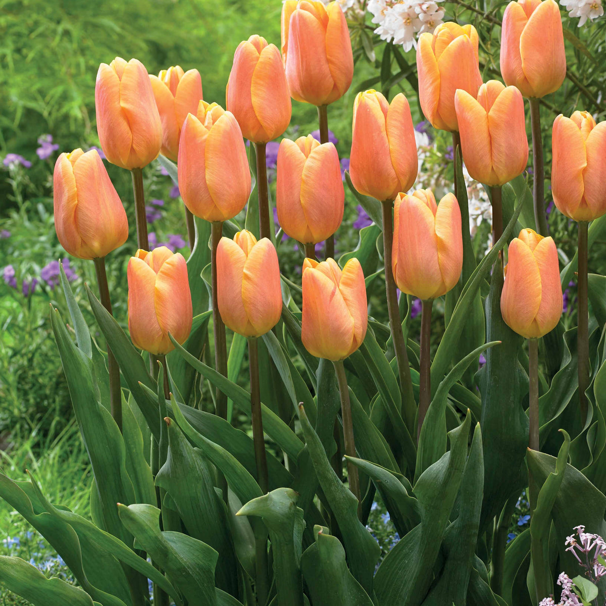 Collection de 20 Tulipes triomphe Bellville et Blue Beauty - Tulipa triompe Bellville, Blue Beauty - Bakker