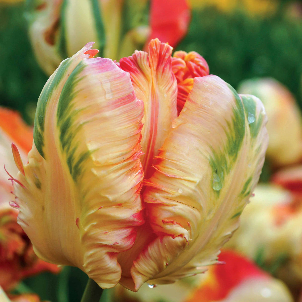 Bulbes de Tulipe - Collection de 24 Tulipes perroquet : Princesse Irene, Black Parrot, Apric - Tulipa Princesse Irene, Black Parrot, Apricot Parrot