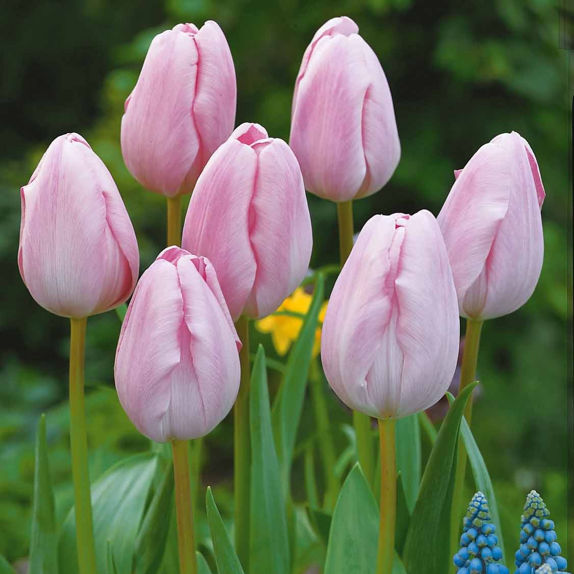 Tulipa - Collection de 20 Tulipes à longues tiges - Bulbes de Tulipe
