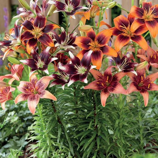 Bakker - 5 Lis bicolores en mélange - Lilium - Bulbes à fleurs