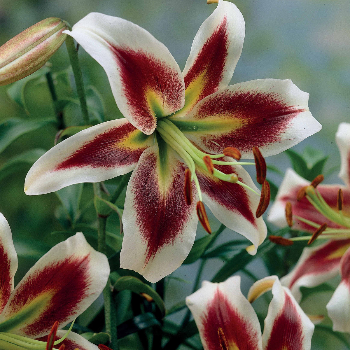 Lilium beverly dreams + mister Peculiar - Collection de 6 Lis (Beverly Dreams, Mister Pistache) - Bulbes de Lys