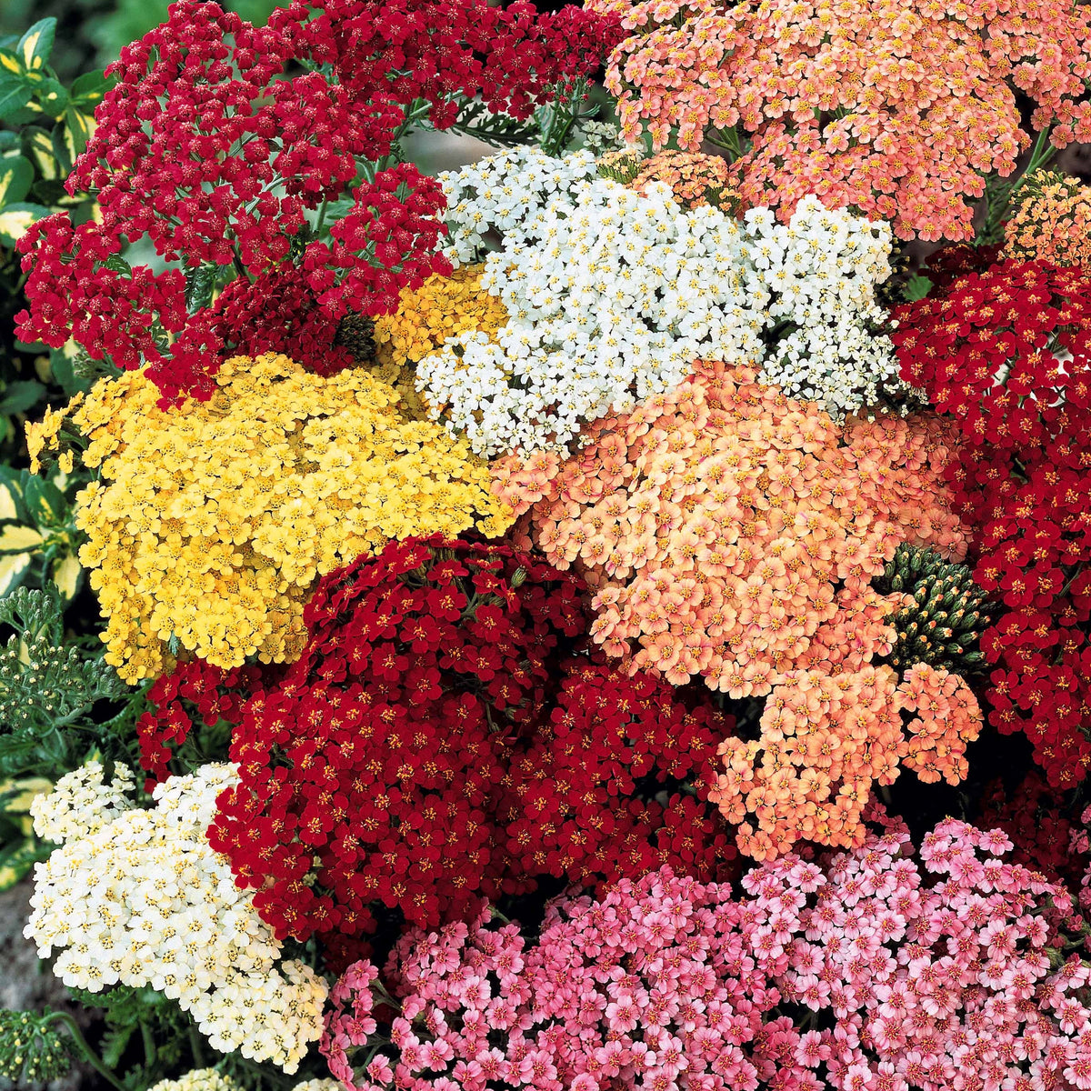 3 Achillées en mélange - Bakker
