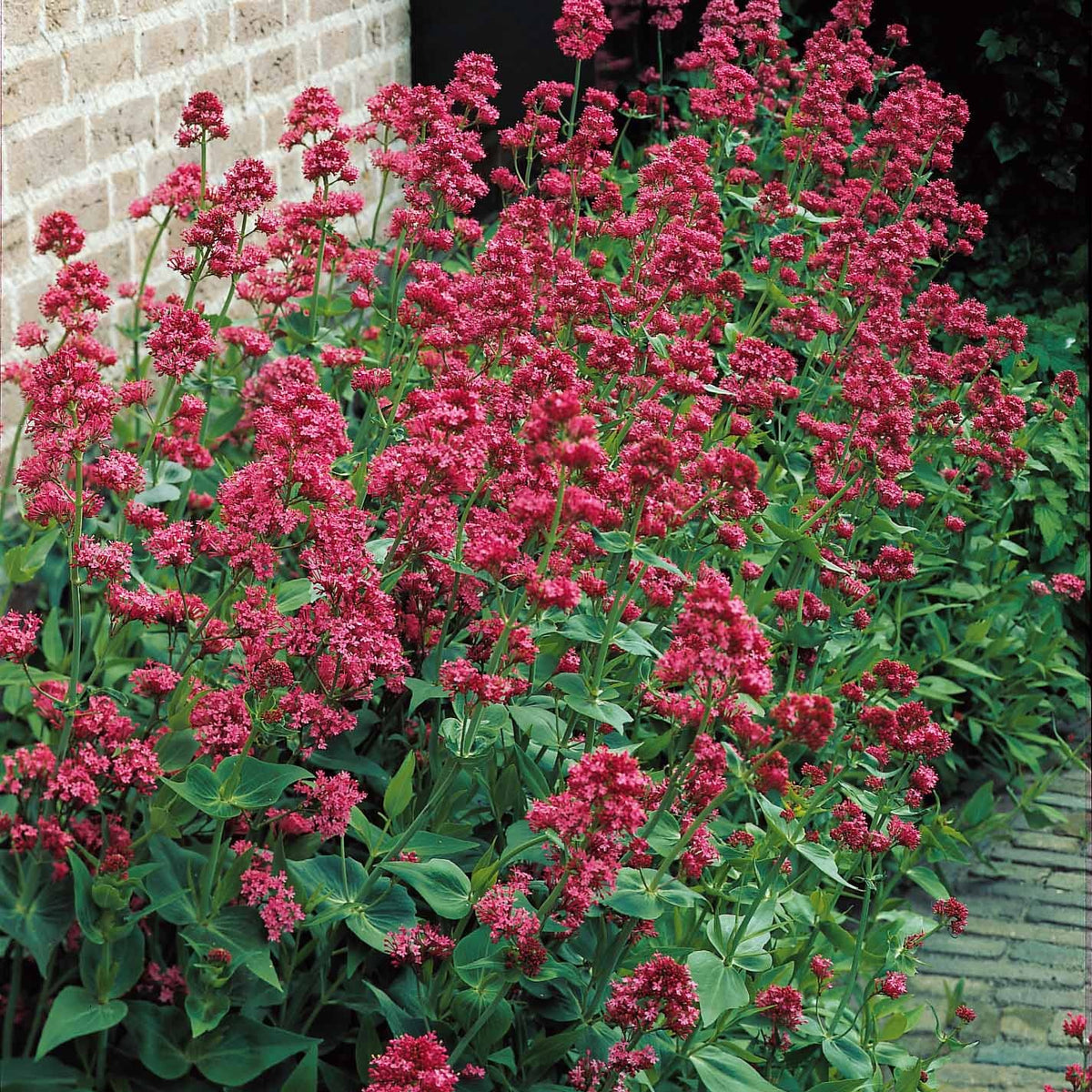Delphinium, gypsophila paniculata, centranthus ruber - Collection de 11 plantes vivaces pour massifs champêtres - Vivaces fleuries