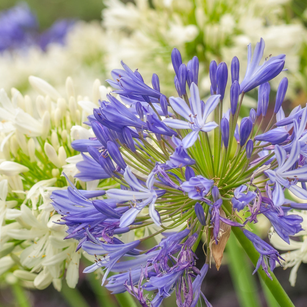 Vente Collection de 7 plantes vivaces pour jardins et pots - Gaura lindheimeri whirling butterflies , agapanthus umbellatus