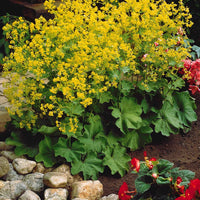Collection de plantes vivaces à floraison jaune
