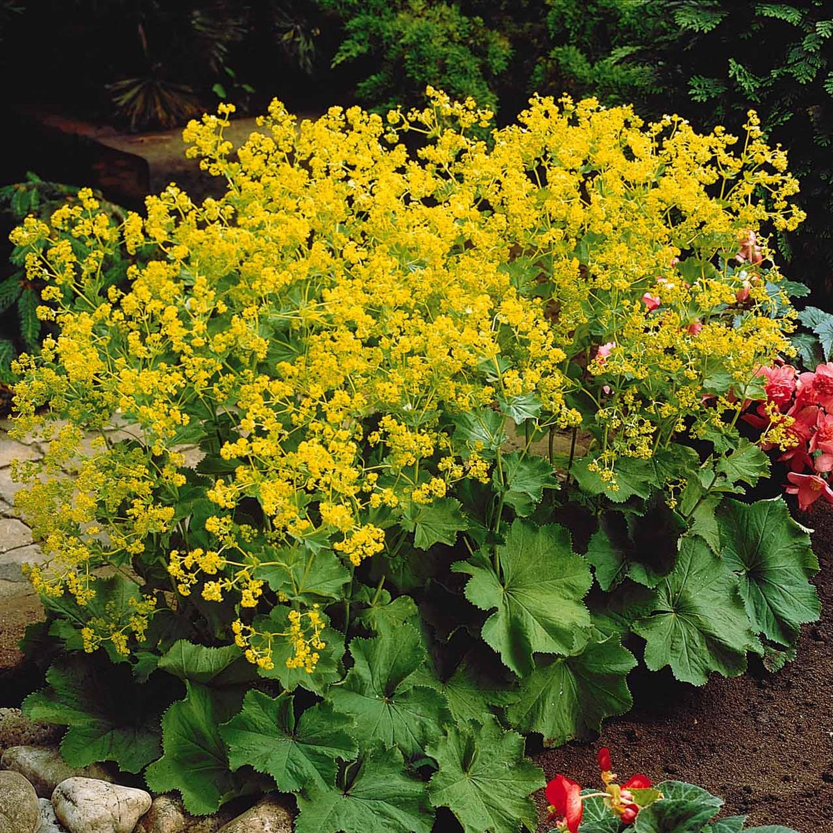Alchemilla mollis, Leucanthemum superbum, Salvia nemorosa, Asclepia incarnata - Collection de plantes vivaces pour jardin coloré - Vivaces fleuries