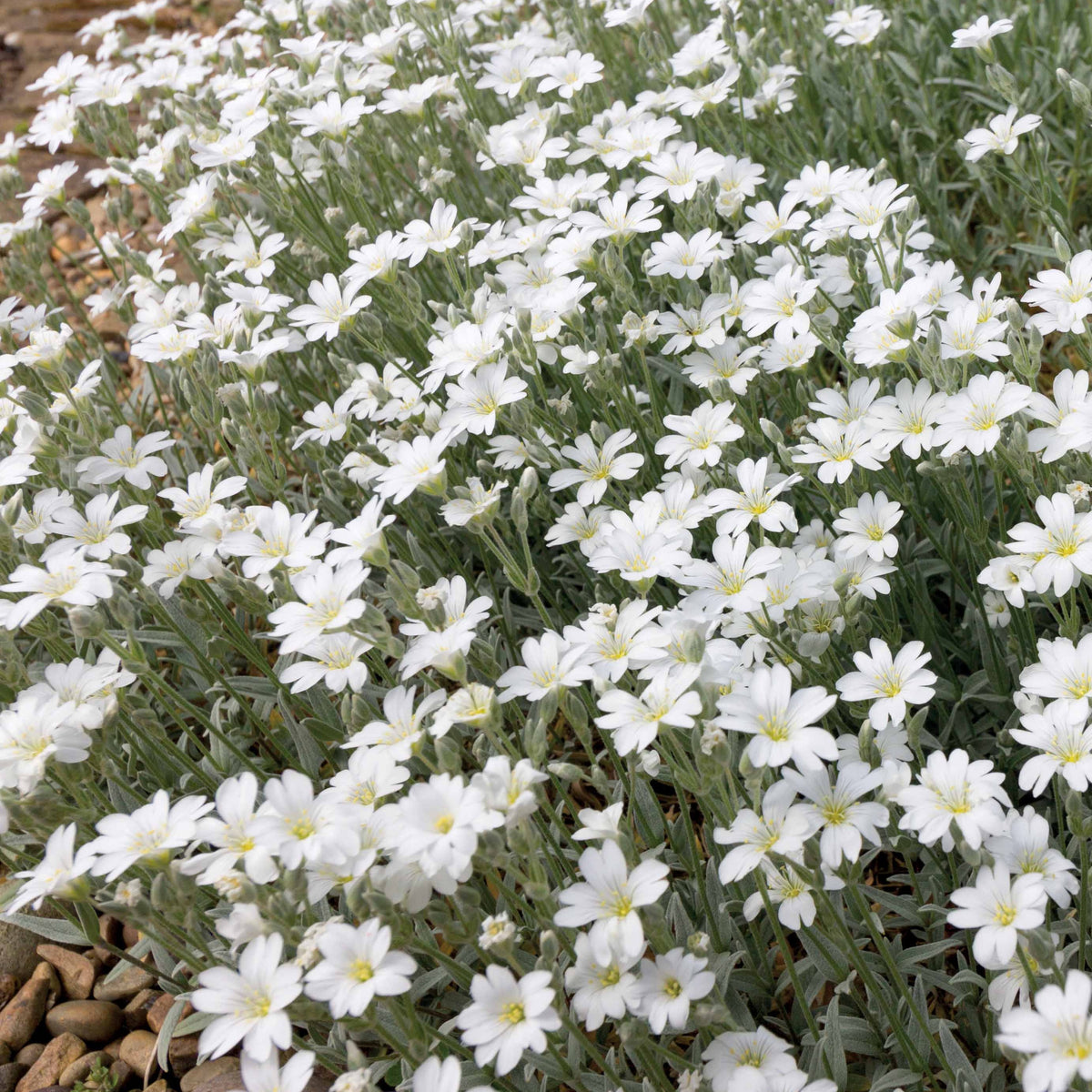 Vente Collection de 9 plantes vivaces à fleurs blanches - Packs de plantes pour terrasses et balcons