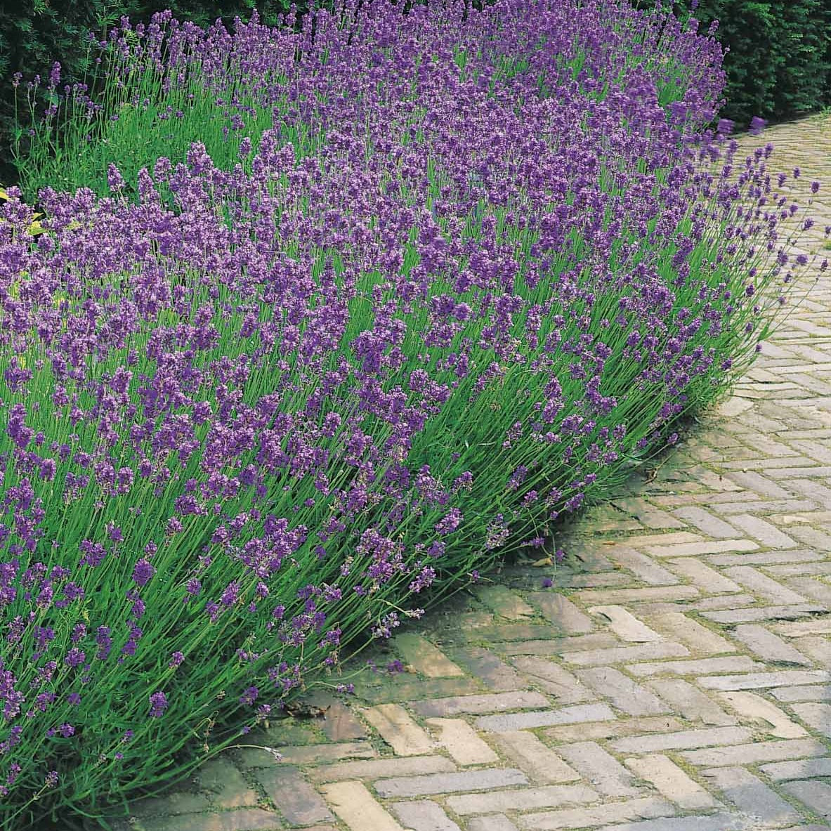 Vente Collection de 6 plantes vivaces pour extérieur moderne - Stipa tenuissima, Muhlenbergia capillaris, Lavandula angustifolia