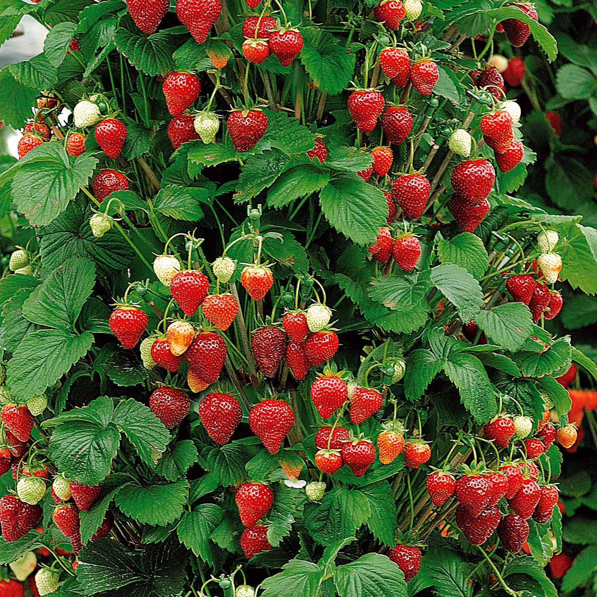 Rubus idaeus 'sumo 2', ribes rubrum 'rovada', frag - Collection de 9 Fruitiers à fruits rouges - Fraisiers