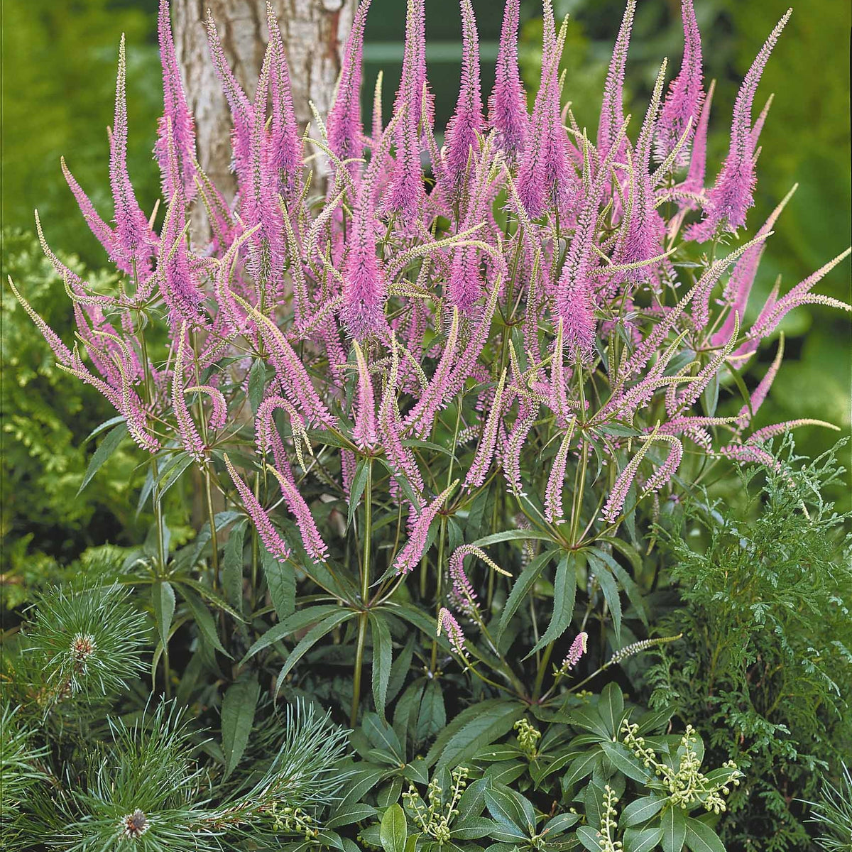 Plantes vivaces - Collection de 9 plantes vivaces pour la mi-ombre - Veronicastrum virginicum, digitalis purpurea, alchemilla mollis