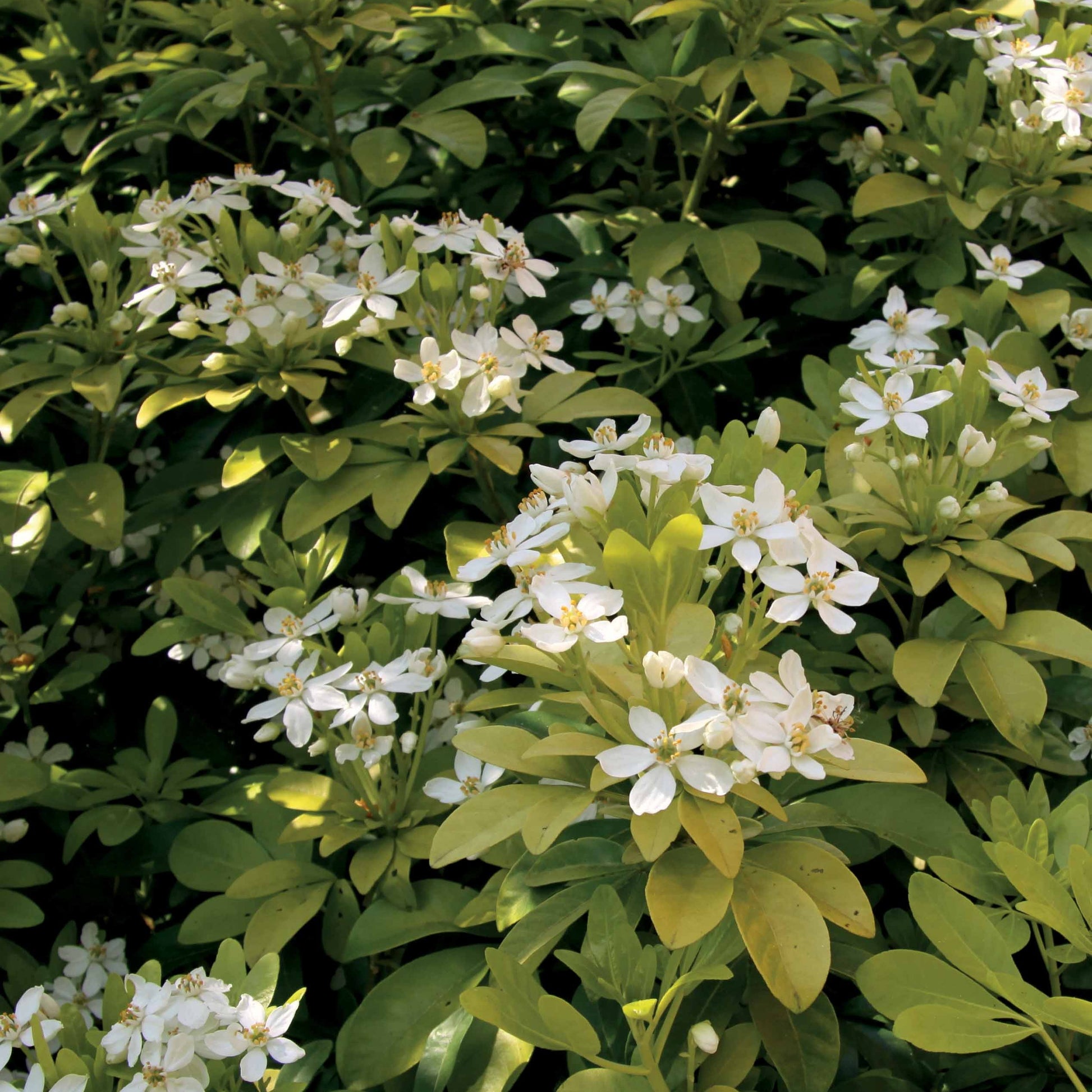 Collection de 2 arbustes : érable pourpre et oranger du Mexique doré - Acer palmatum Atropurpureum , Choisya ternata Sundance Lich - Bakker