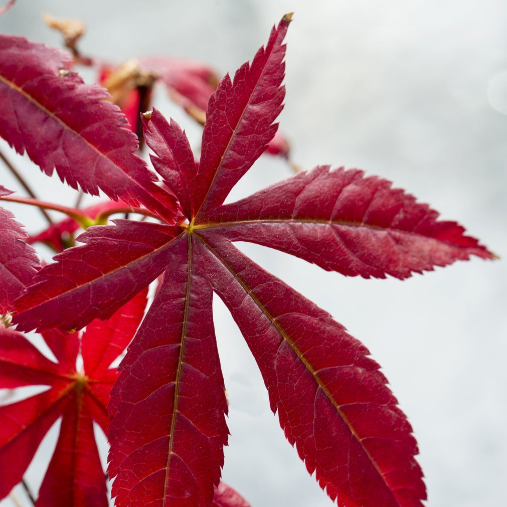 Vente Collection de 2 arbustes : érable pourpre et oranger du Mexique doré - Acer palmatum Atropurpureum , Choisya ternata Sundance Lich