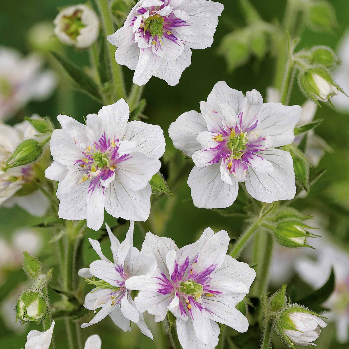 2geranium caeruleum, 2 double jewel, 2 birch double - Collection de 6 Géraniums vivaces à fleurs doubles - Vivaces fleuries