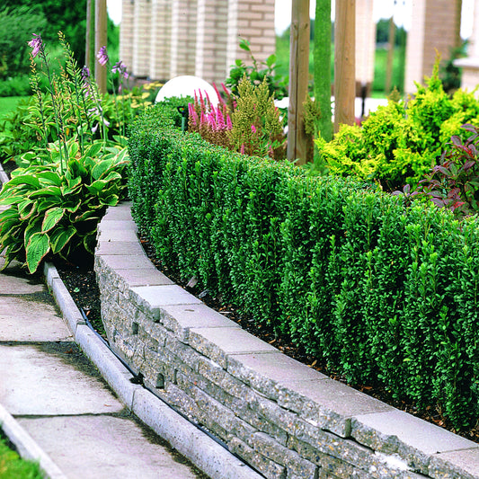 Houx crénelé Fastigiata - Bakker