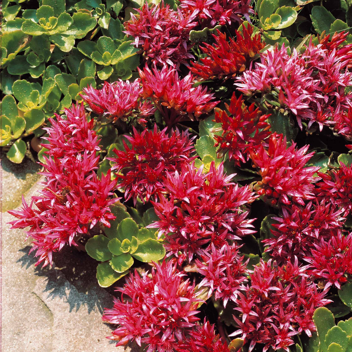 Plantes vivaces - Sedum spurium Fuldaglut - Sedum spurium Fuldaglut